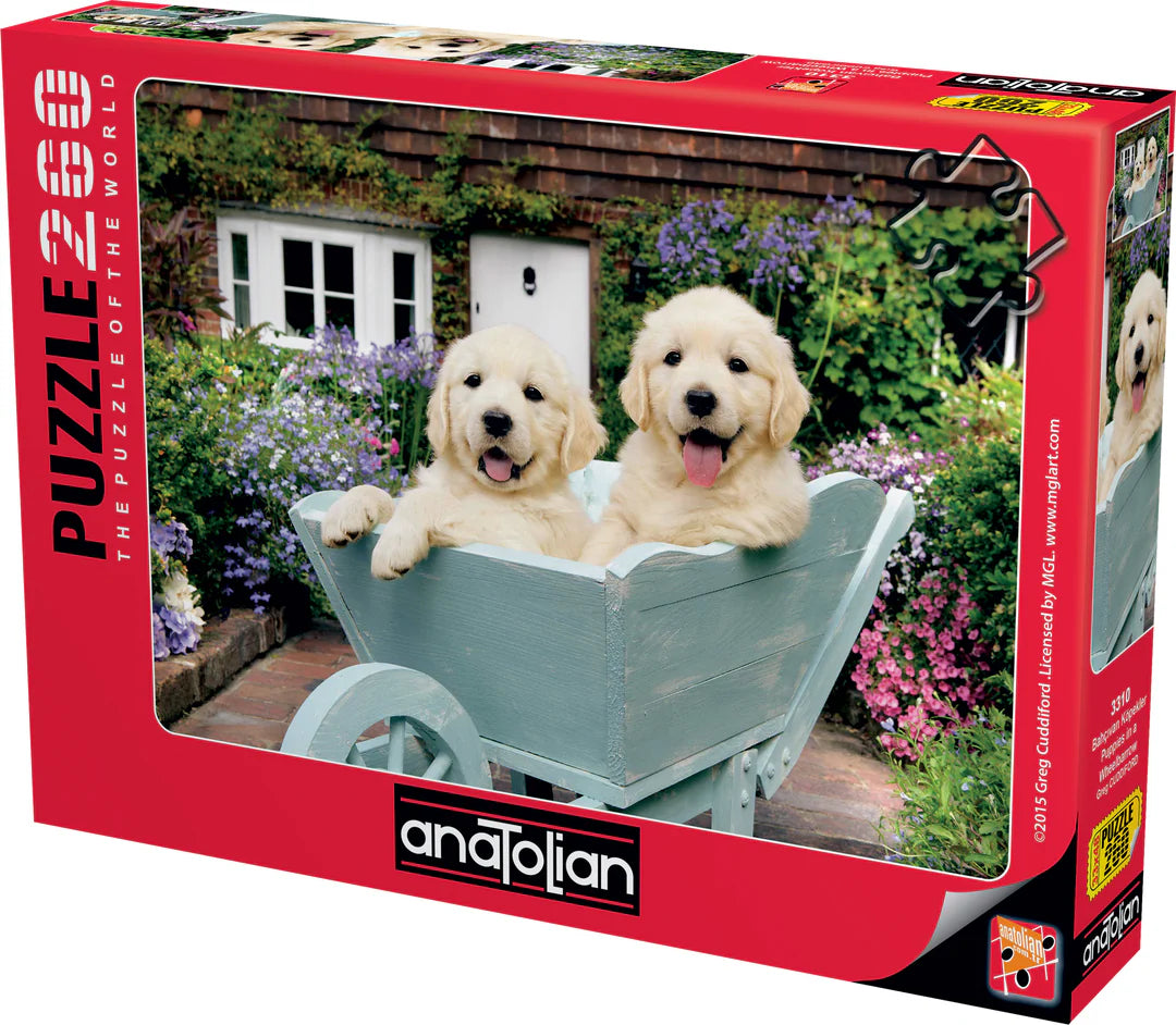 Anatolian - Chiots dans une brouette