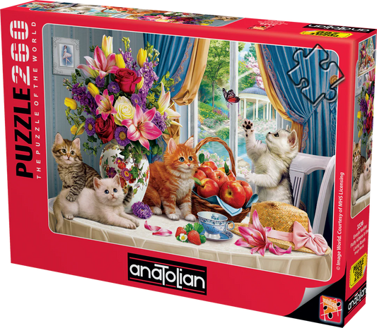 Anatolian - Des chatons tout doux dans le salon