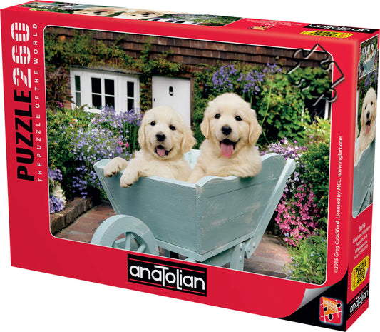 Anatolian - Chiots dans une brouette
